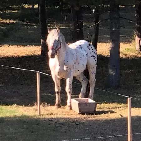 Horse Riding Club Pirin 리조트 *