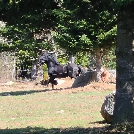 리조트 Horse Riding Club Pirin *